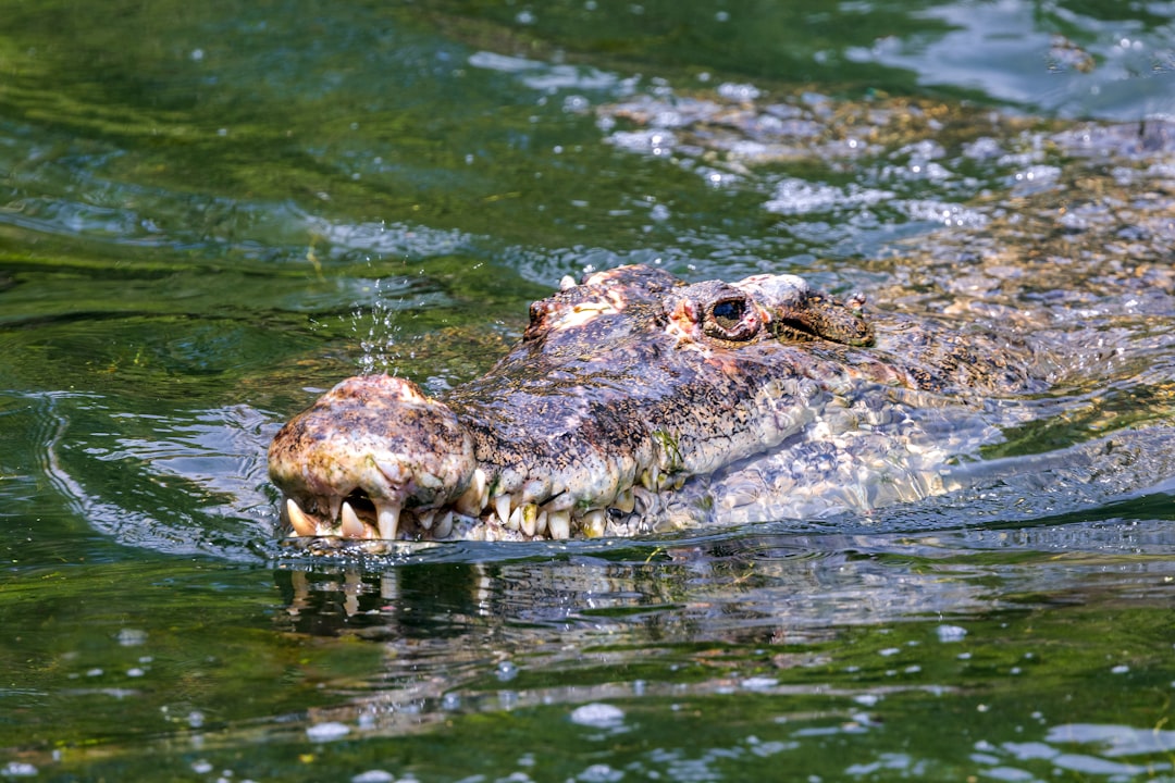 Photo Aggressive posturing