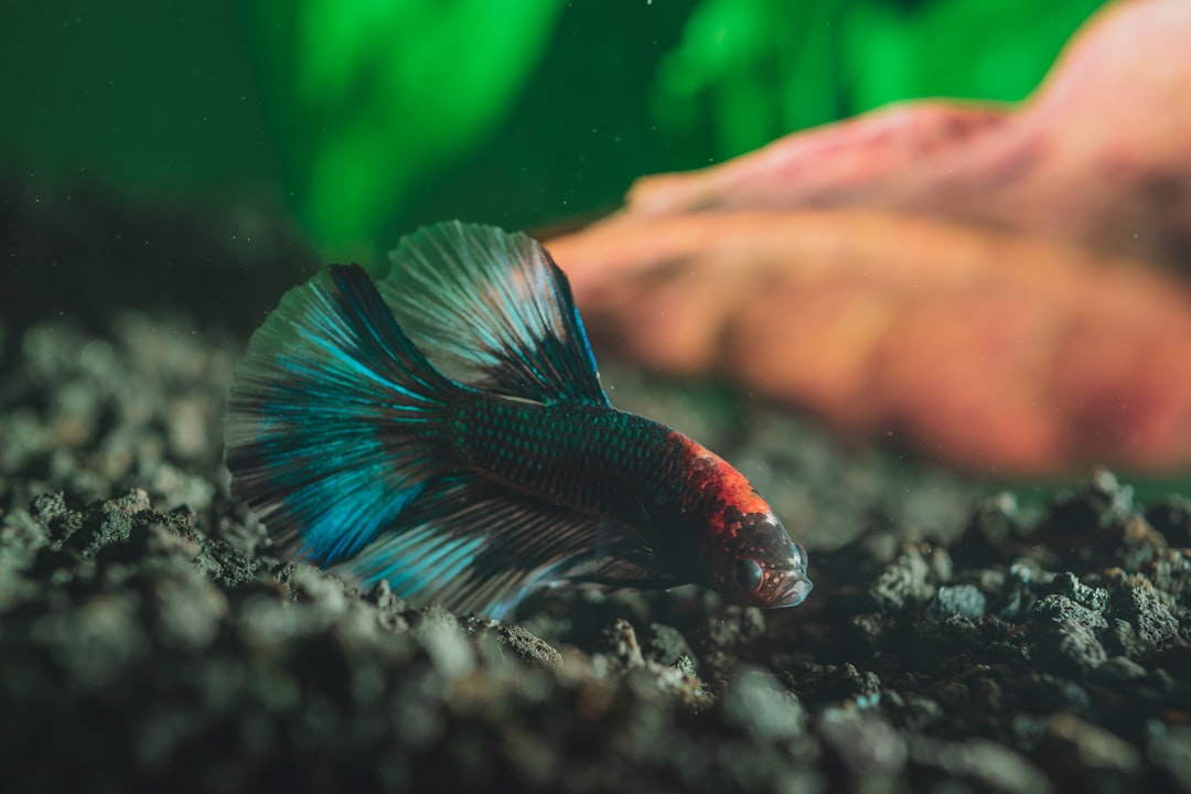 Photo Colorful Betta