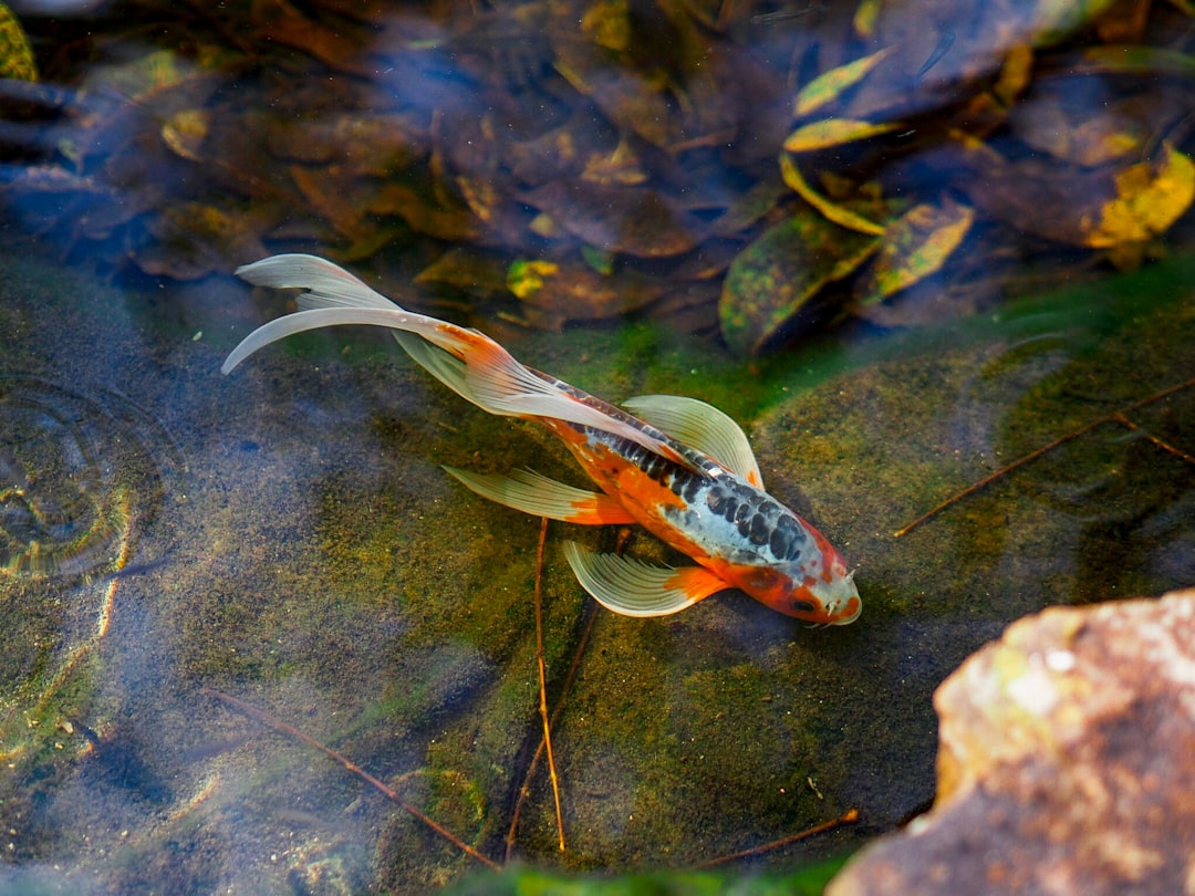 Photo Betta fish fighting