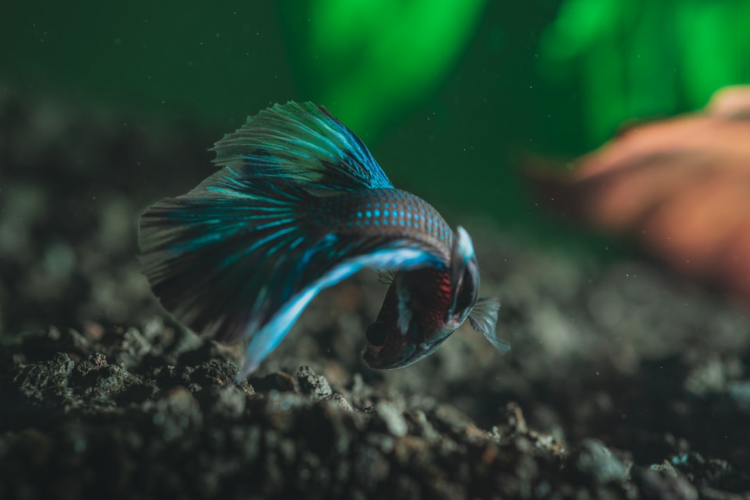 Photo Crowntail Betta