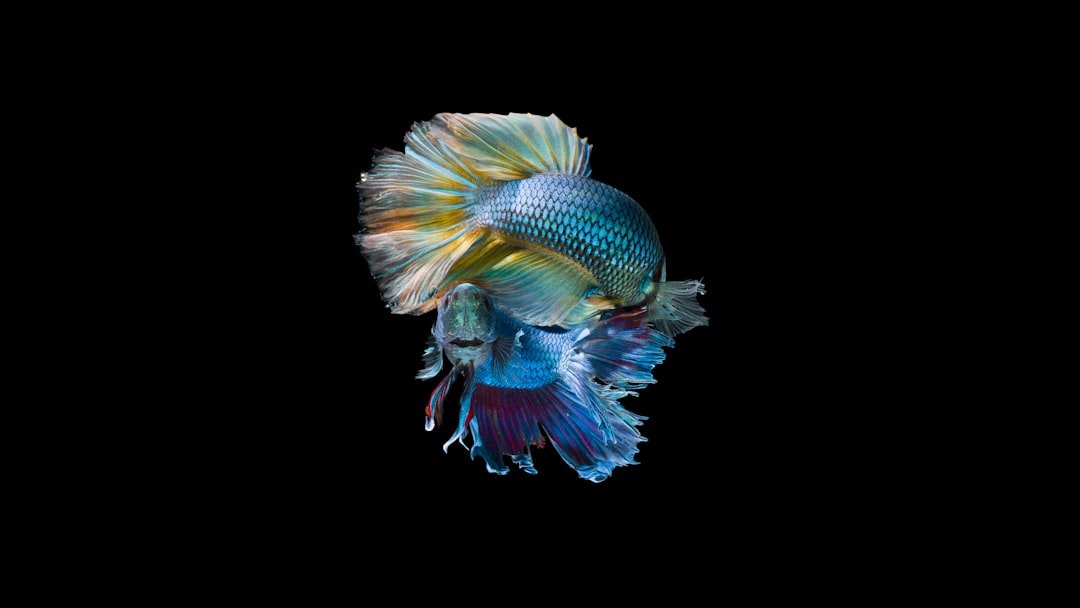Photo Colorful betta fish