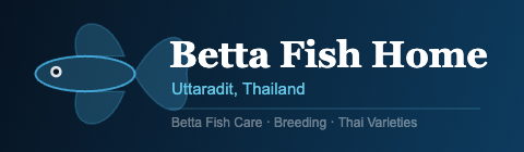 Betta Fish Home