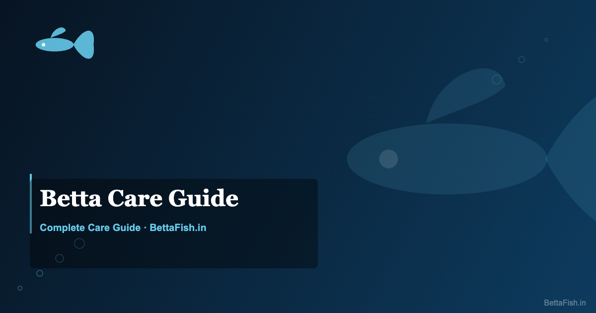 Betta Fish Care Guide for Beginners — Complete 2026 Edition