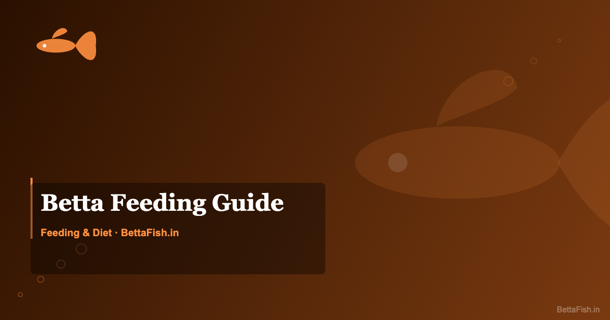 Betta Fish Feeding Guide — What, How Much, and How Often