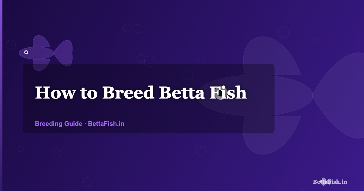 How to Breed Betta Fish